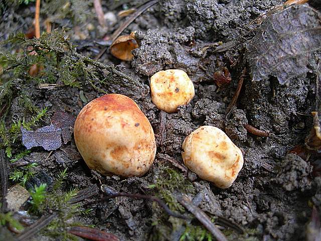 La  Flora  micologica  Alsaziana